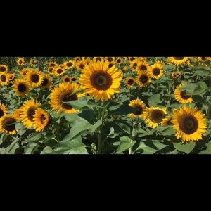 Meet your Posher, Brandy